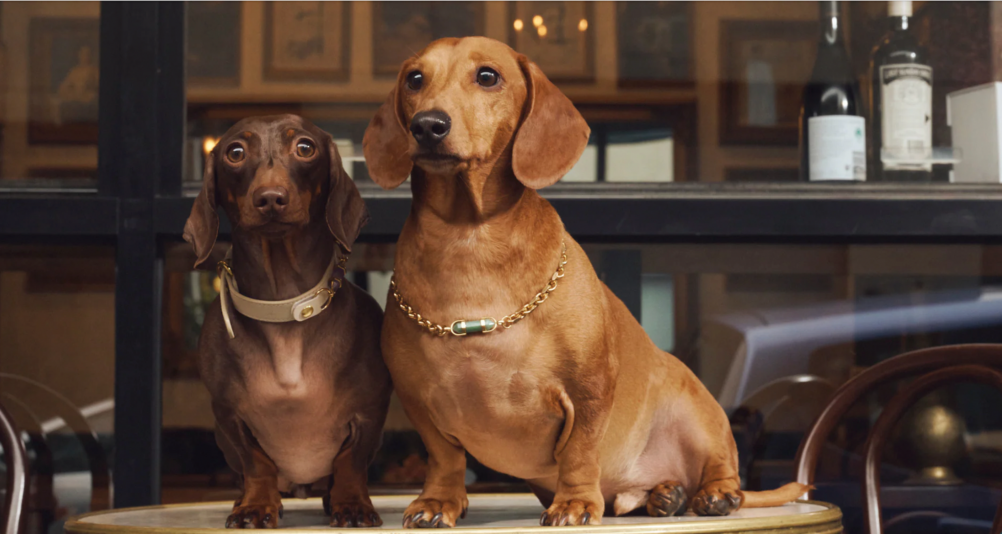 AURA ANIMALE CRYSTAL DOG COLLARS AT THE LUXE EDIT REMUERA