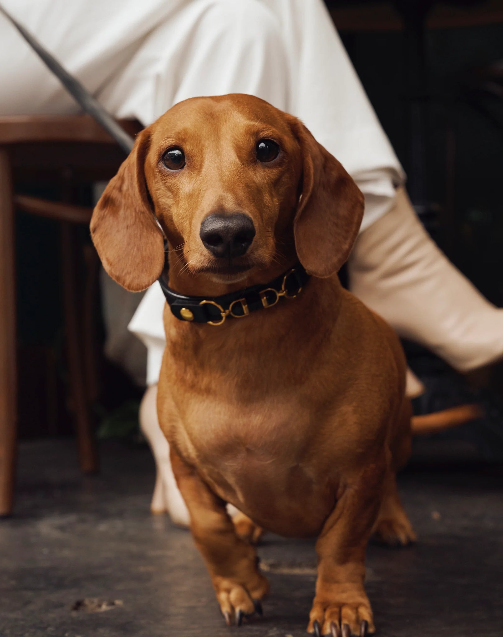 AURA ANIMALE - SOUL DOG COLLAR - BLACK