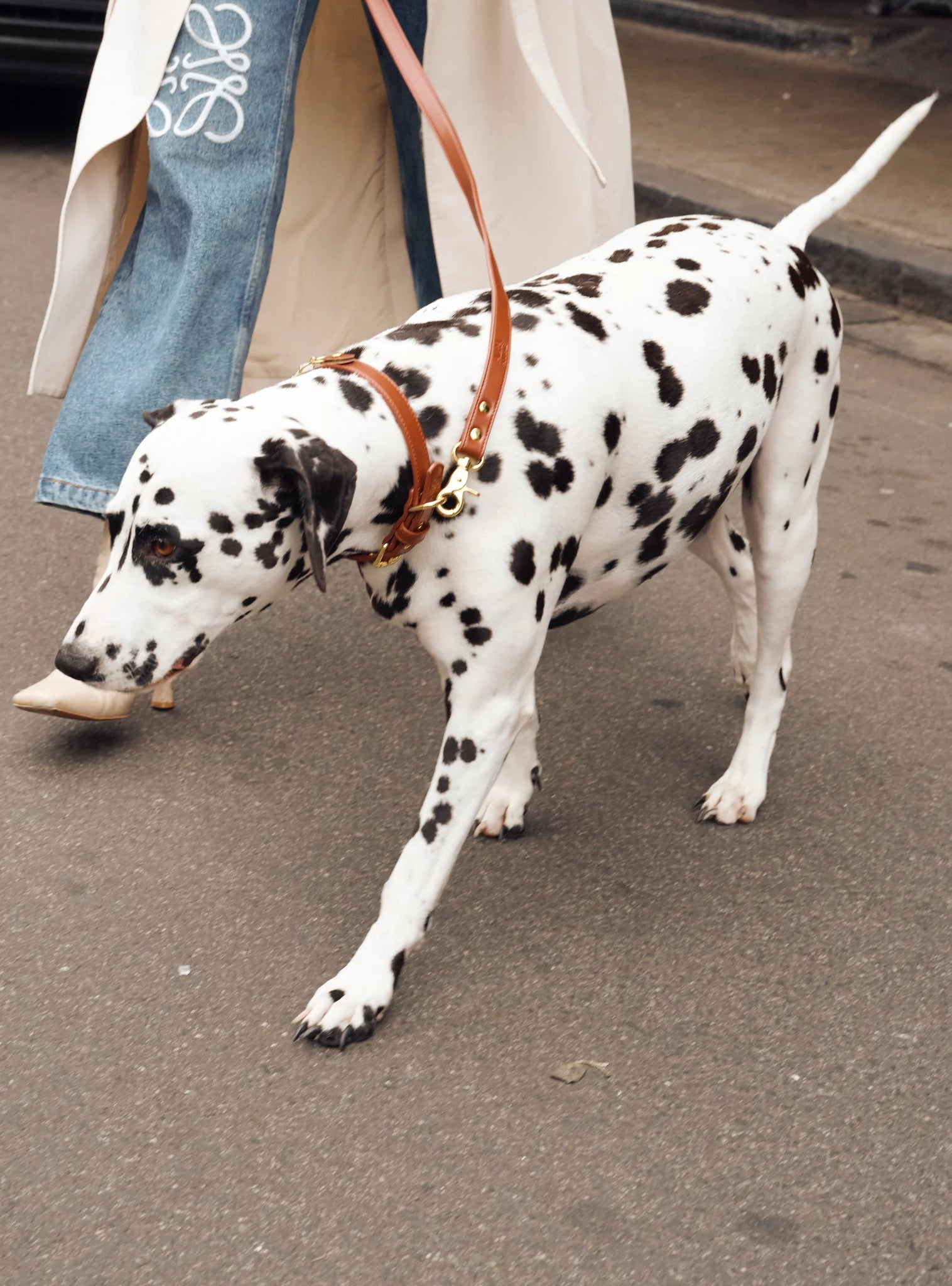 Aura Animale Chestnut Handsfree Lead with Crystal at The Luxe Edit