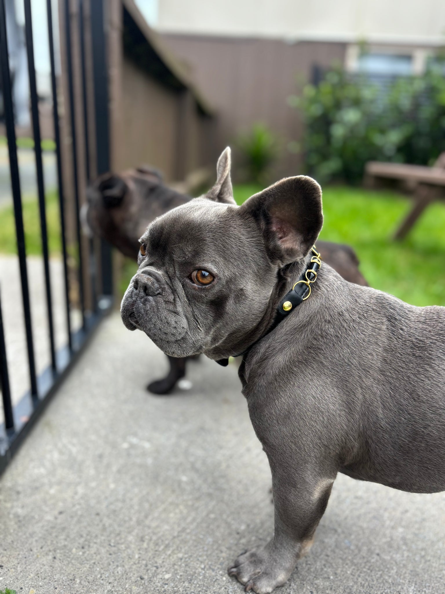 Aura Collar Black The Luxe Edit 1050