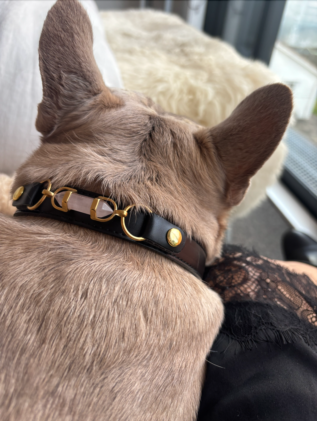AURA ANIMALE - SOUL DOG COLLAR - BLACK
