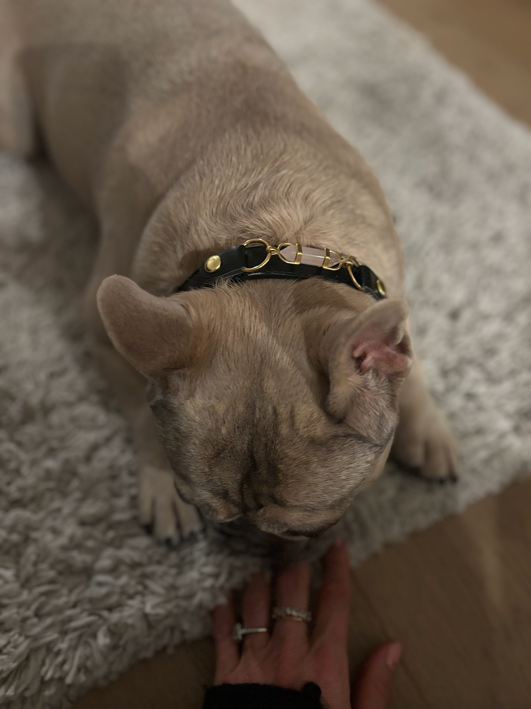 AURA ANIMALE - SOUL DOG COLLAR - BLACK